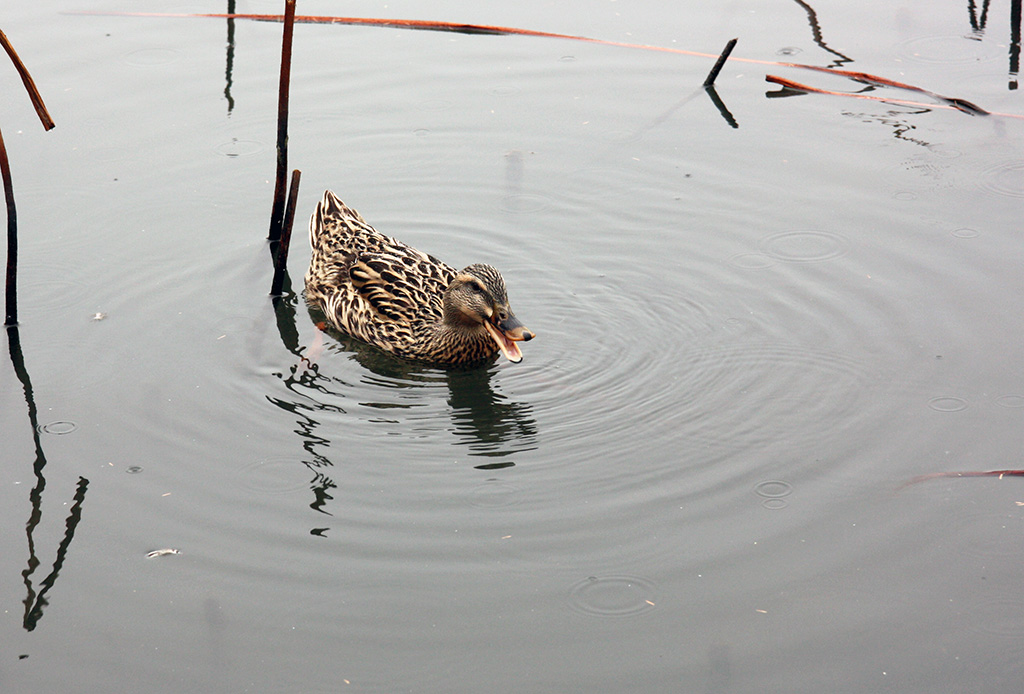 West Lake Duck
