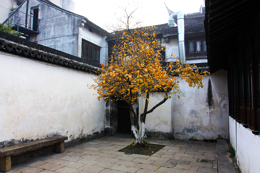 Xitang Tree