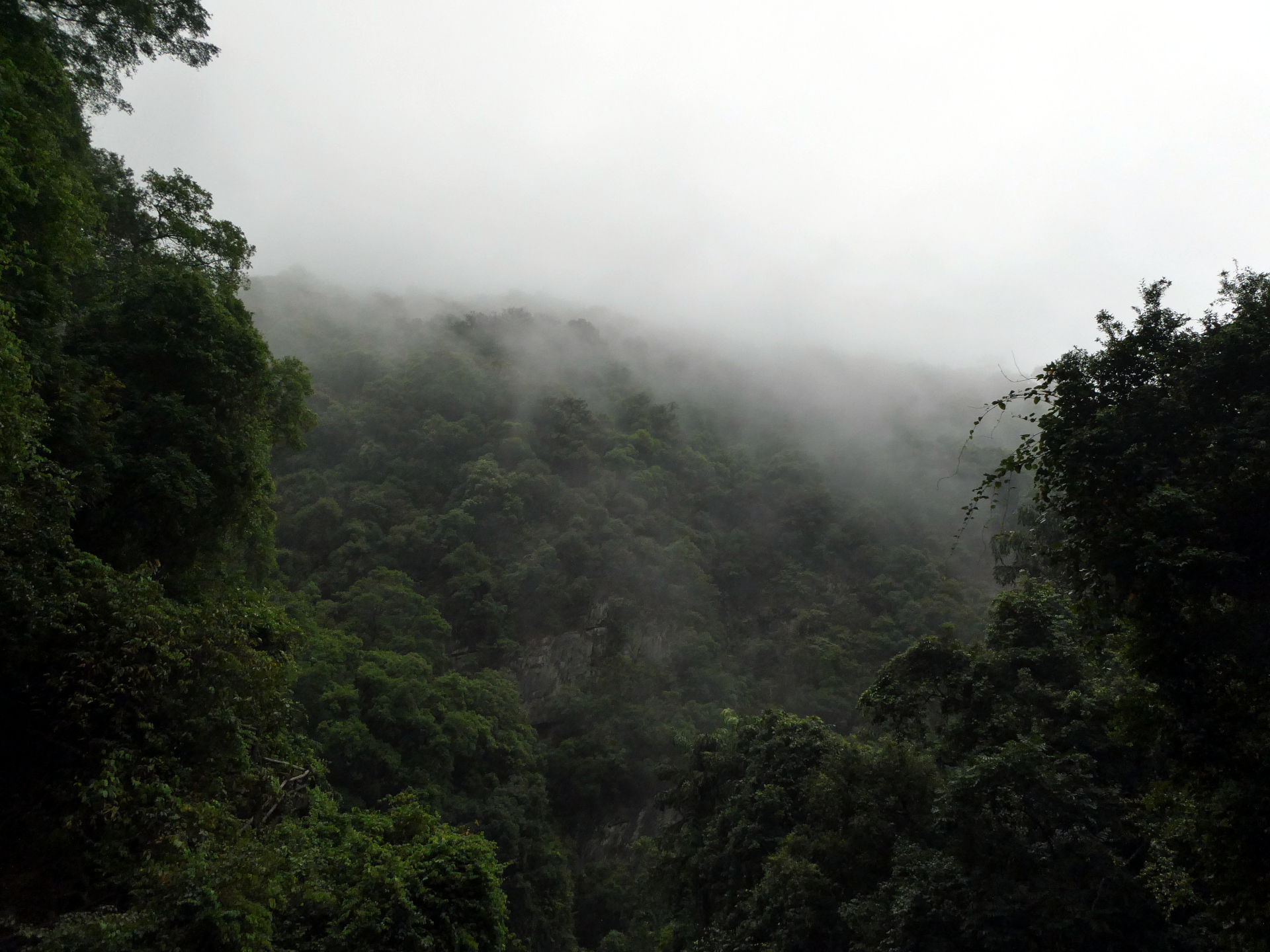 Mist covering the trees on Dinghu Shan