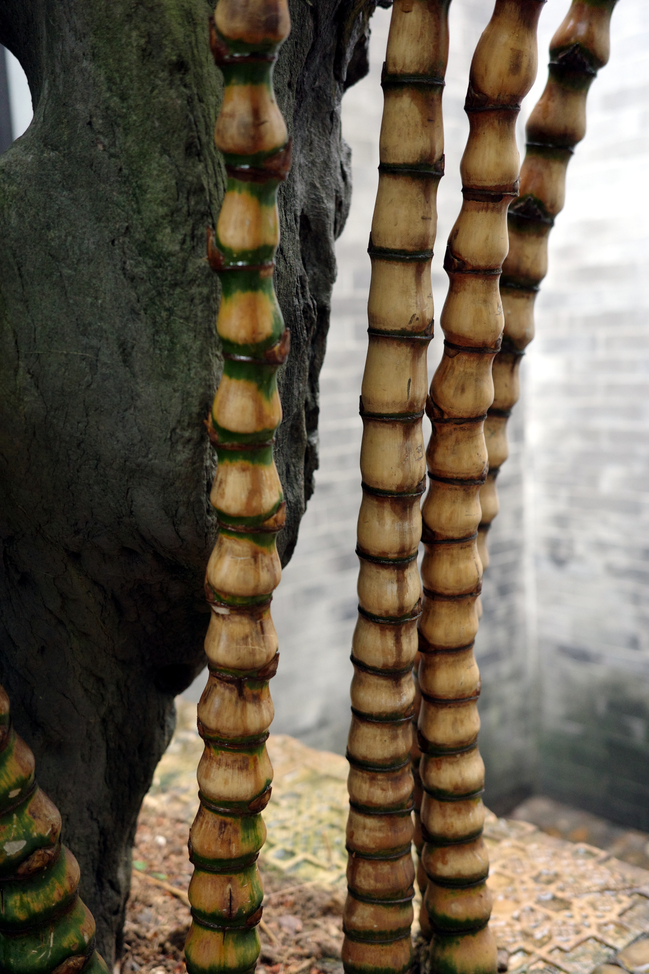 Close up stem of the bamboo