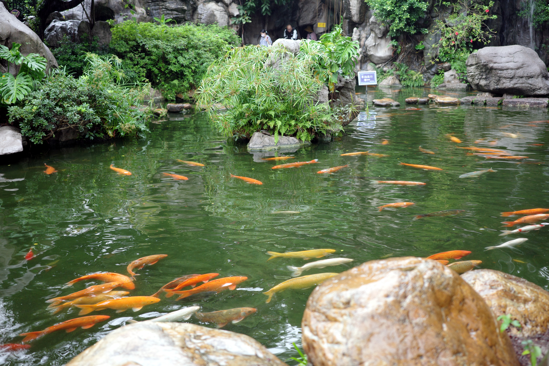 A school of fish in a pond