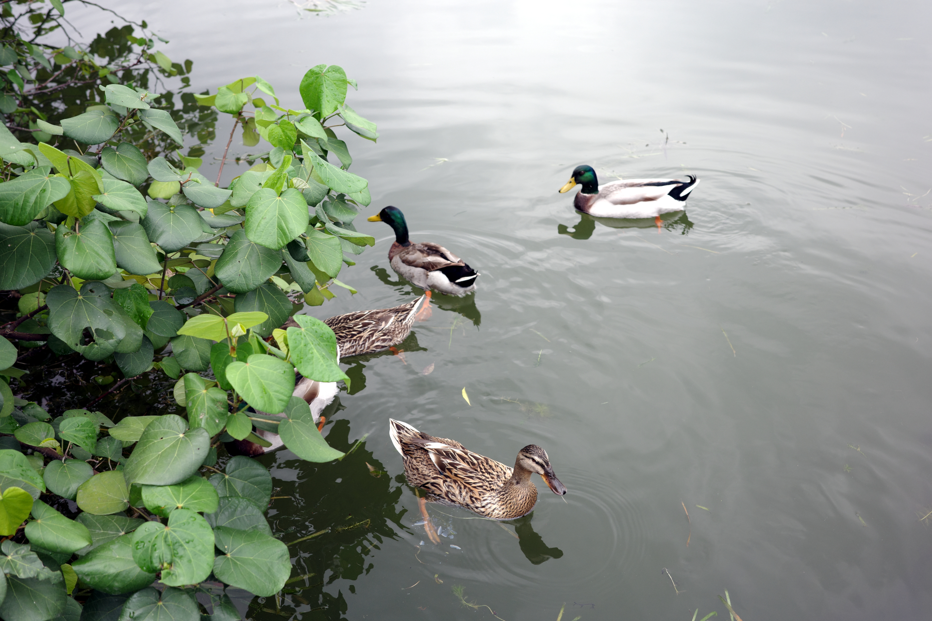 A group of ducks