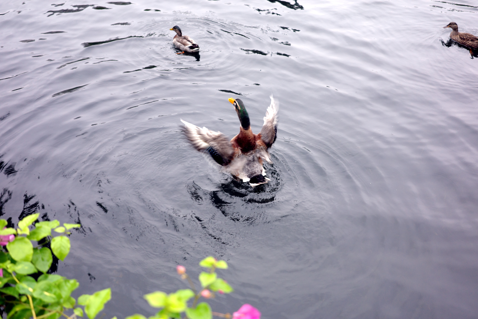 A duck enjoying the rain