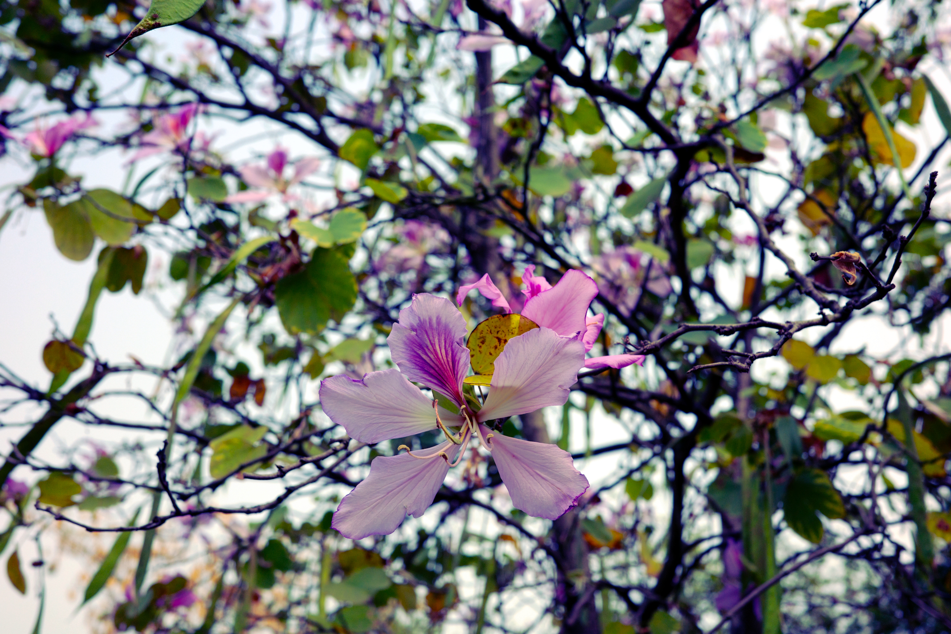 A flower in Paifang Park