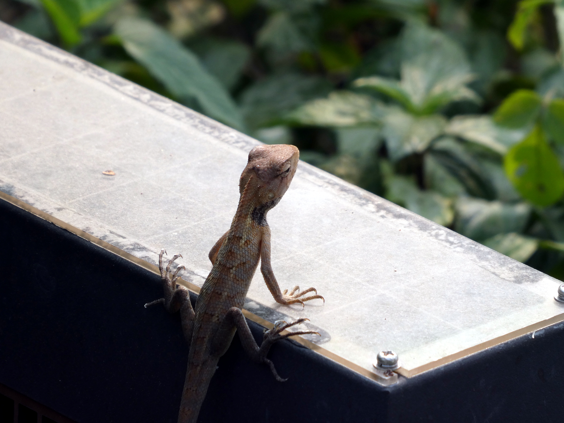 A lizard in Paifang Park