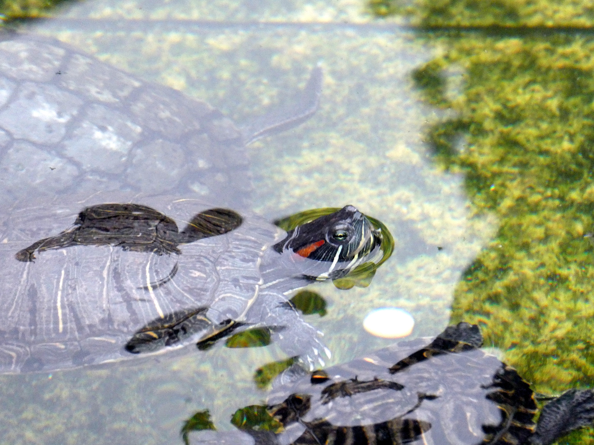 A turtle swimming in a pond