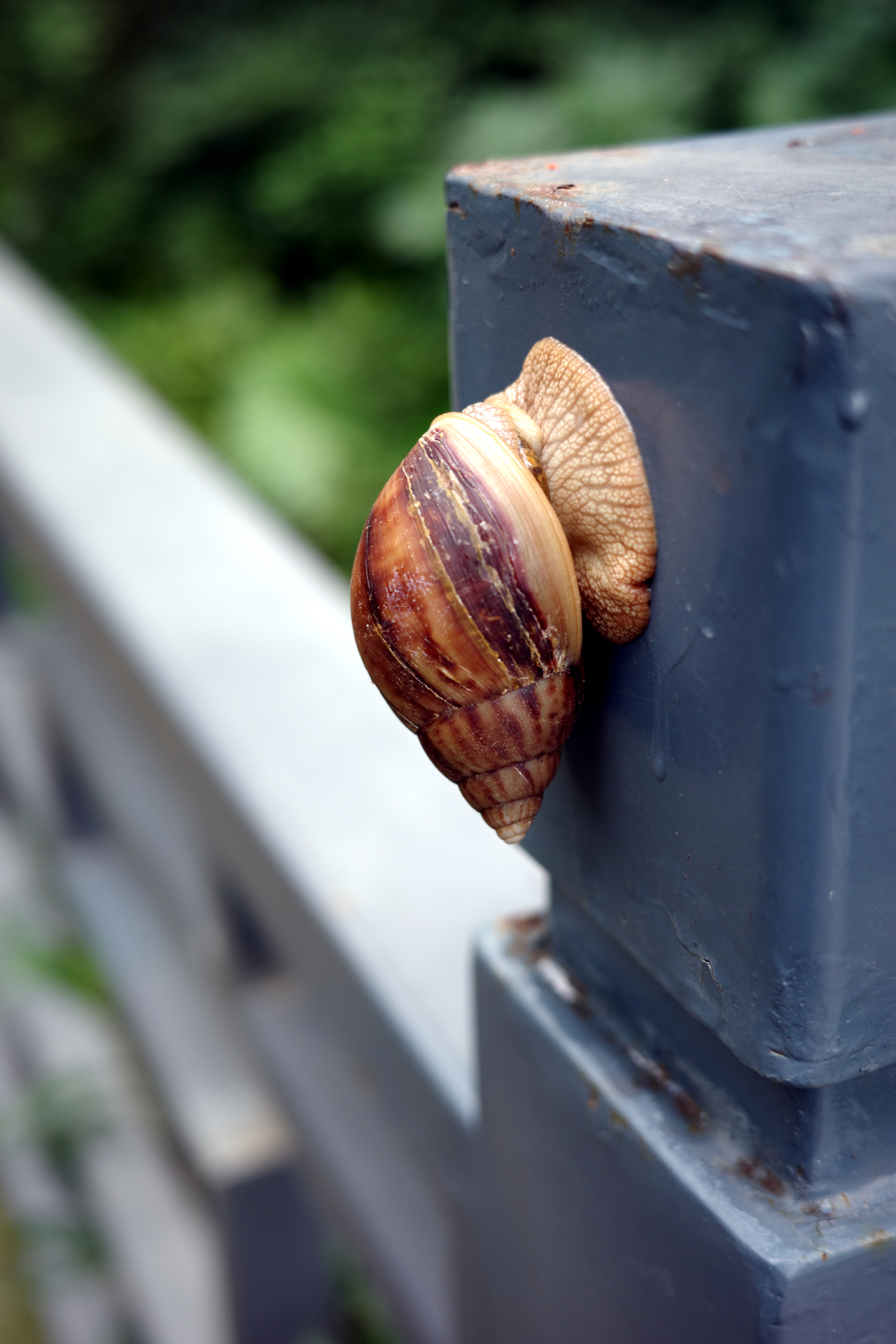 A snail attached to a post