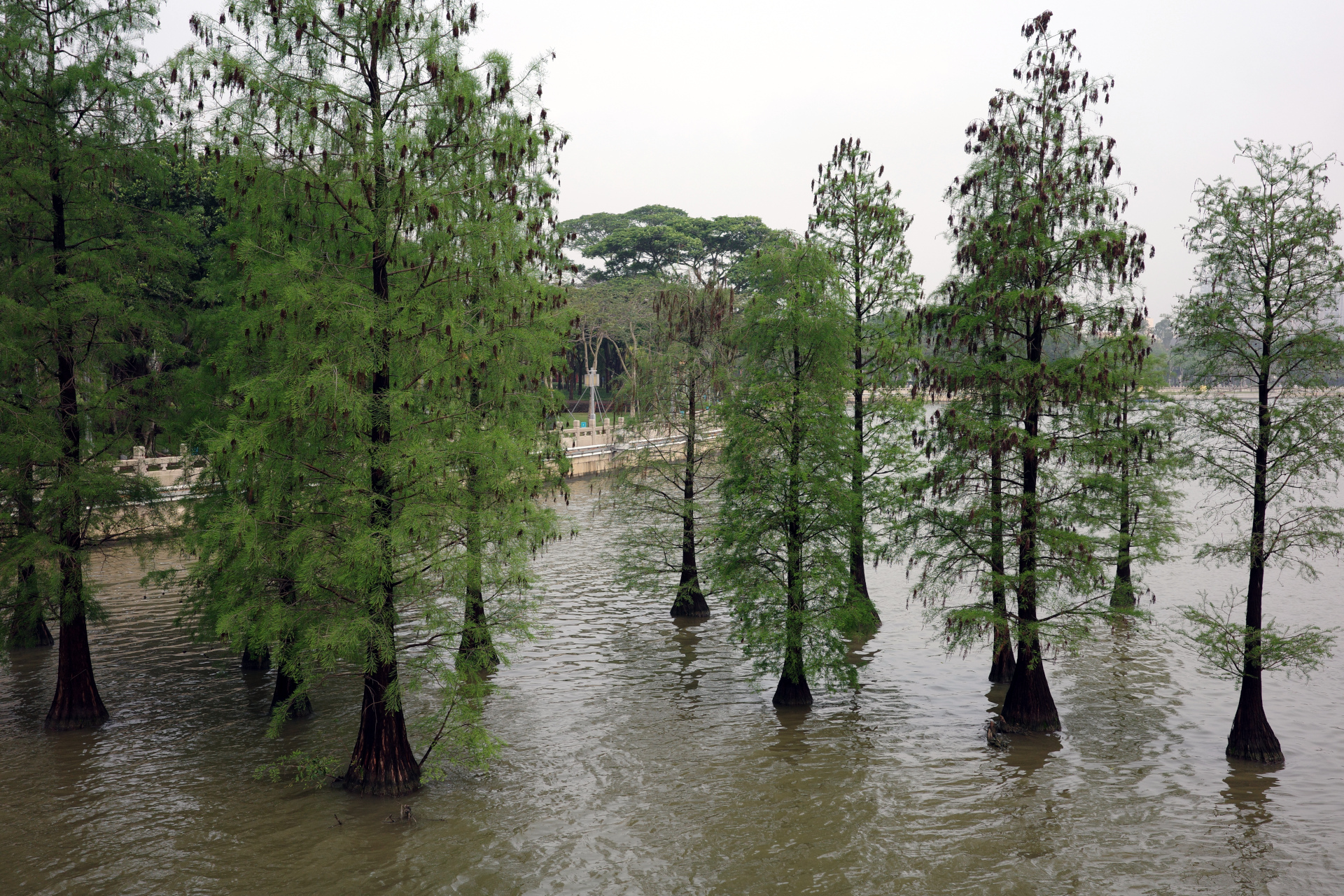 Trees growing inside the lake