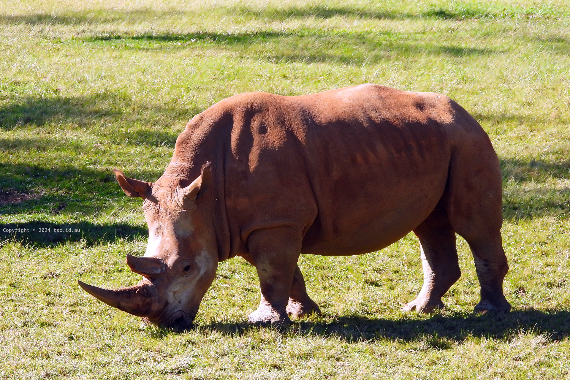 Rhinoceros