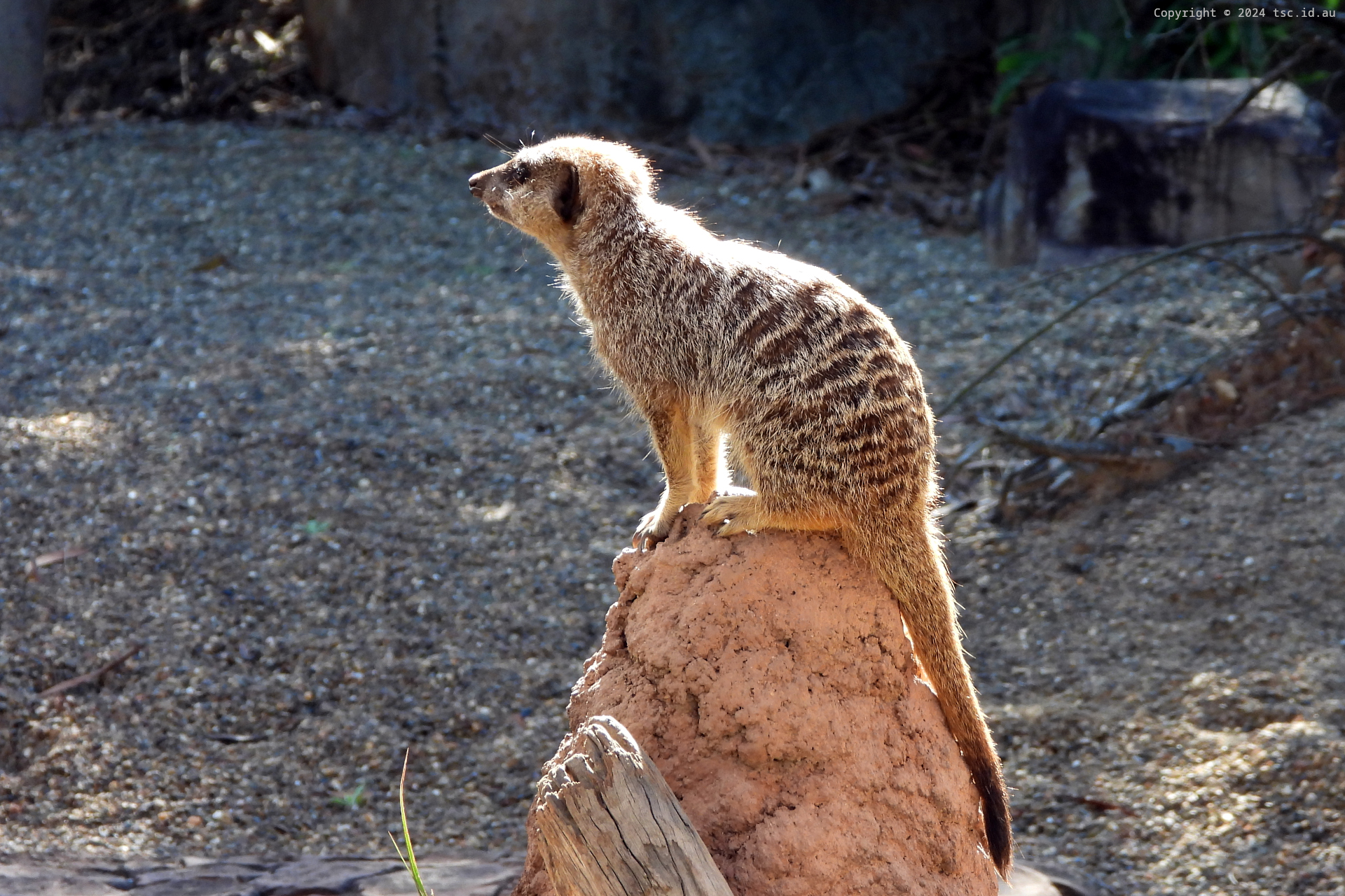 Meerkat