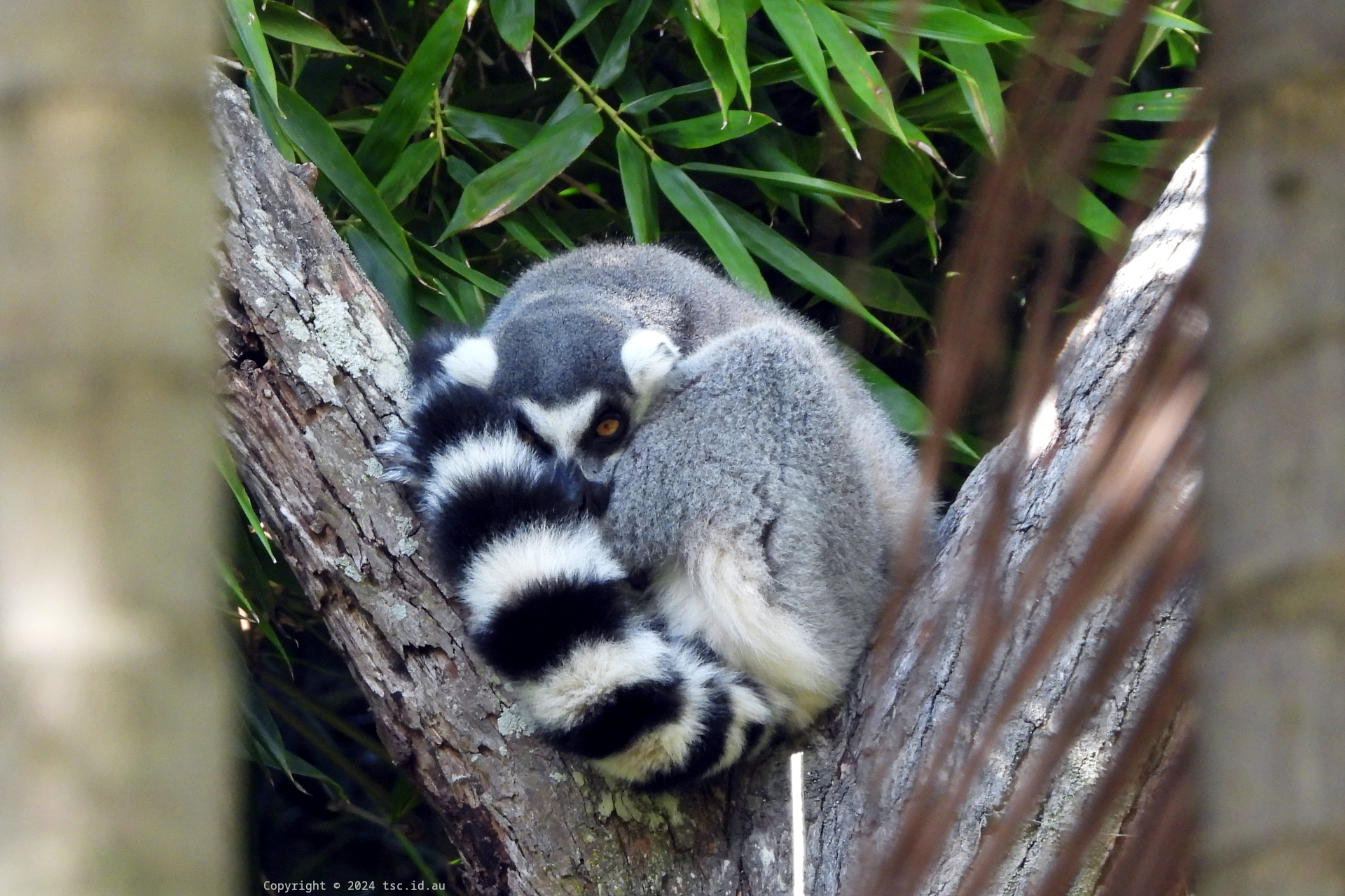 Lemur