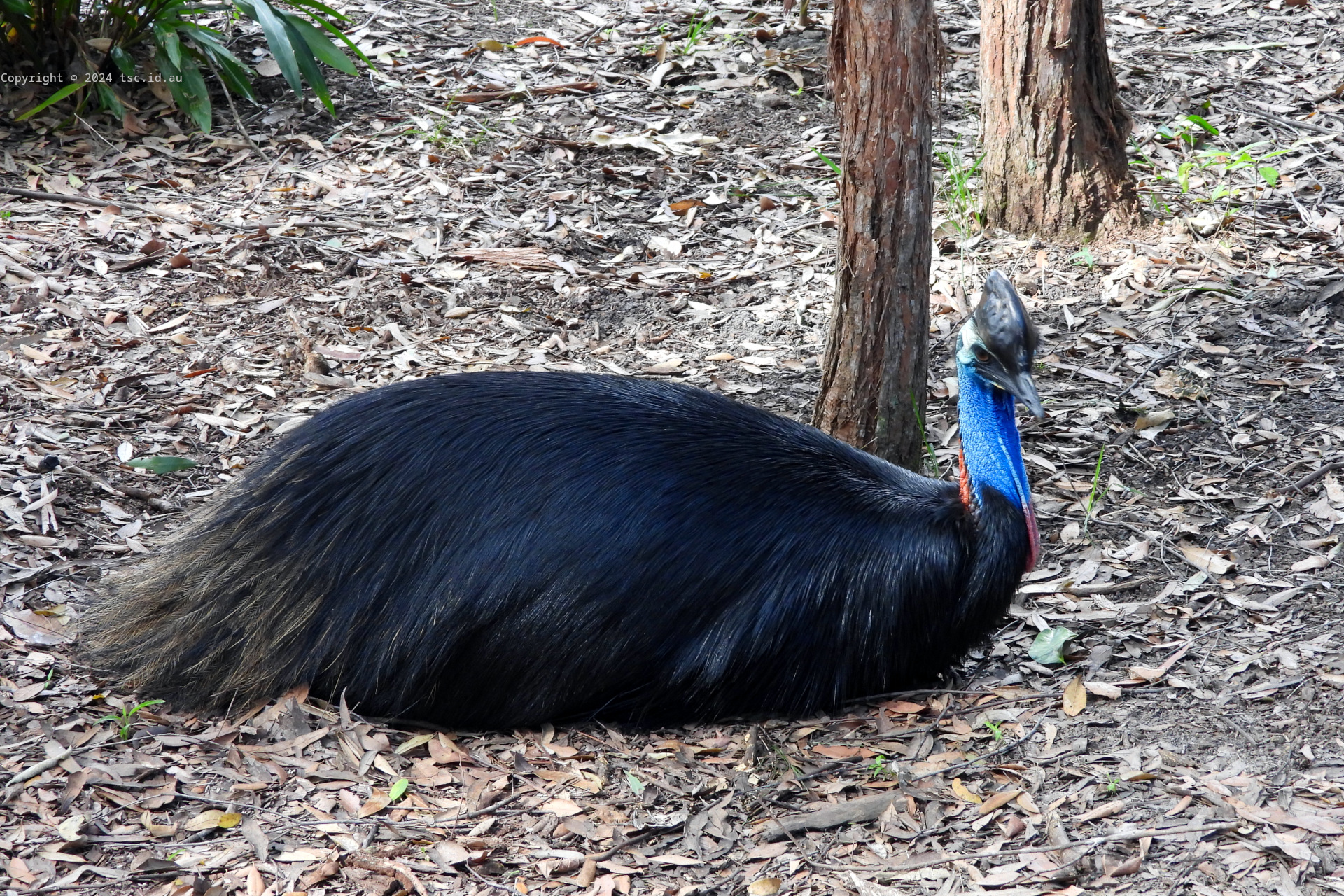 Cassowary