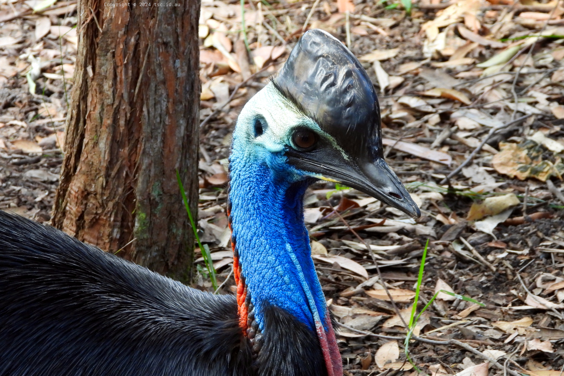 Cassowary