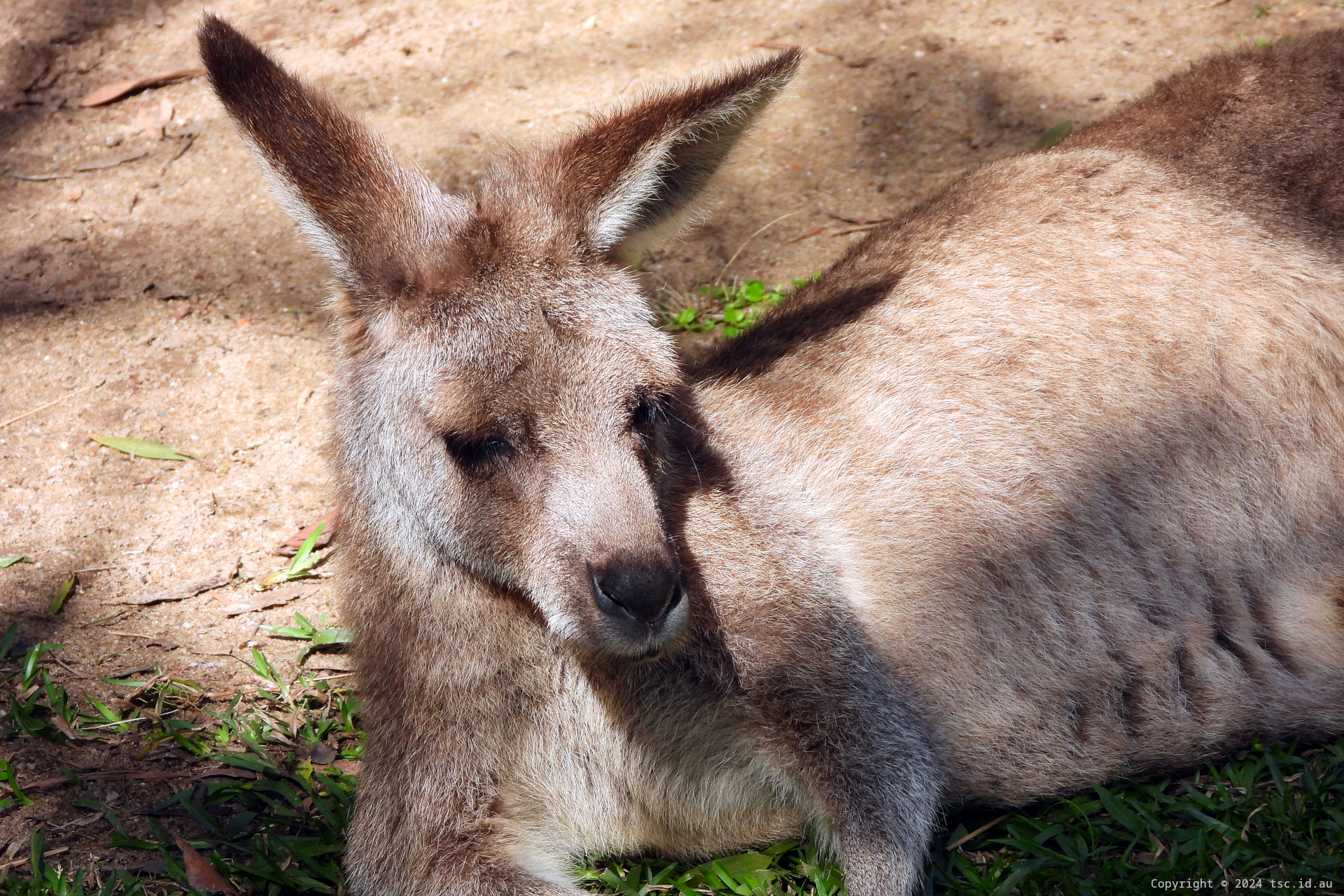 Kangaroo