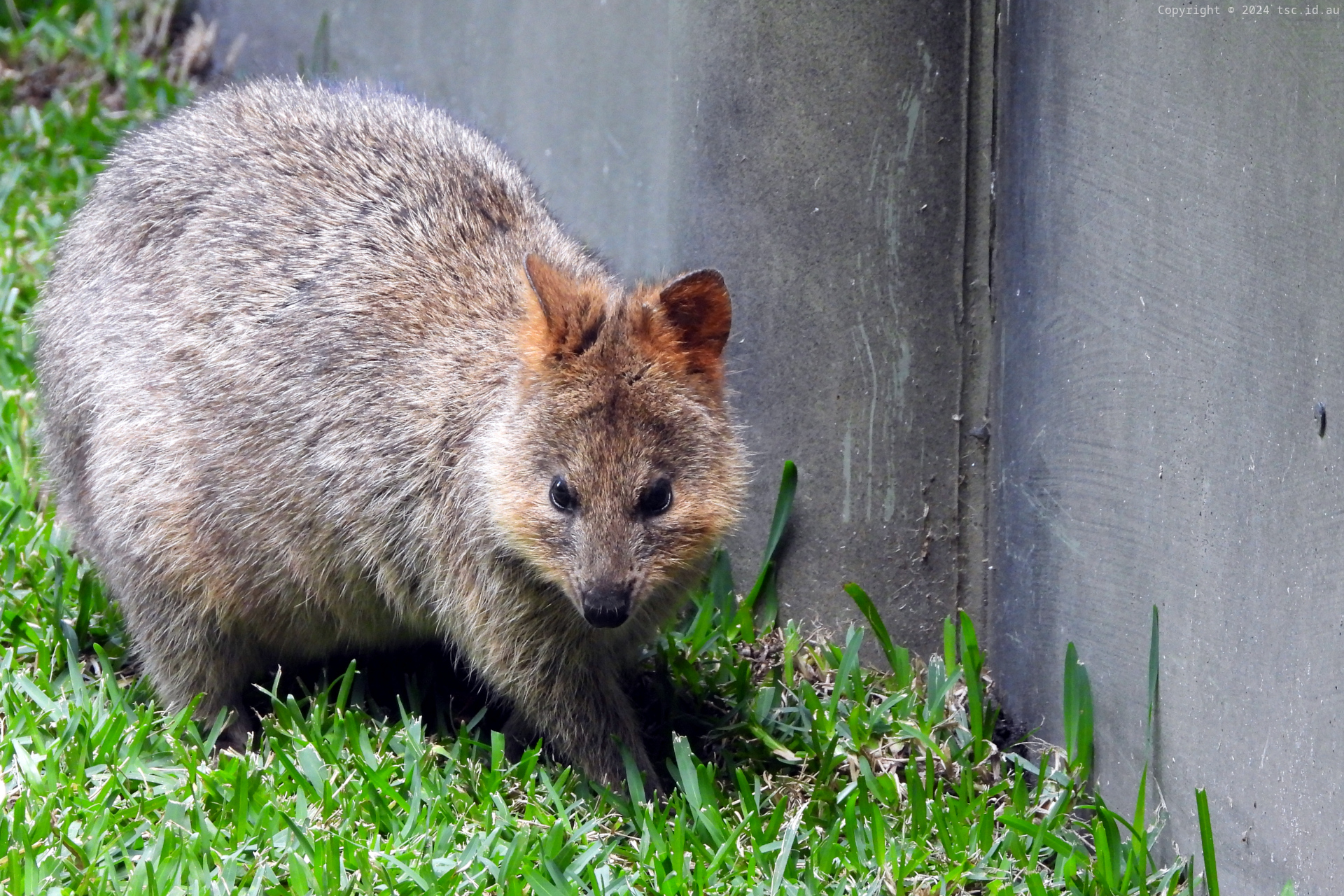 Quokka