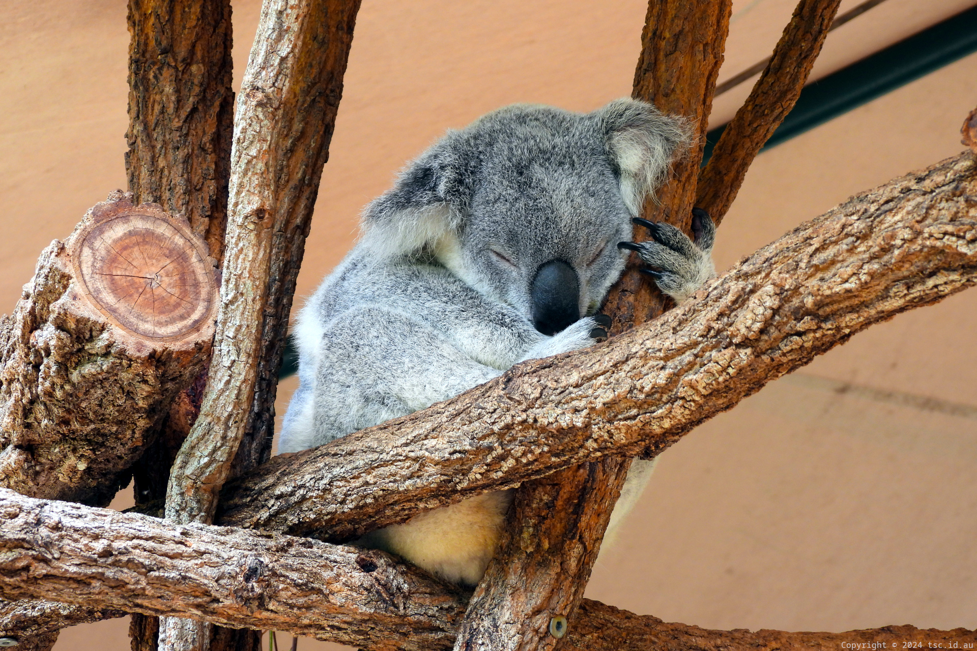 Koala