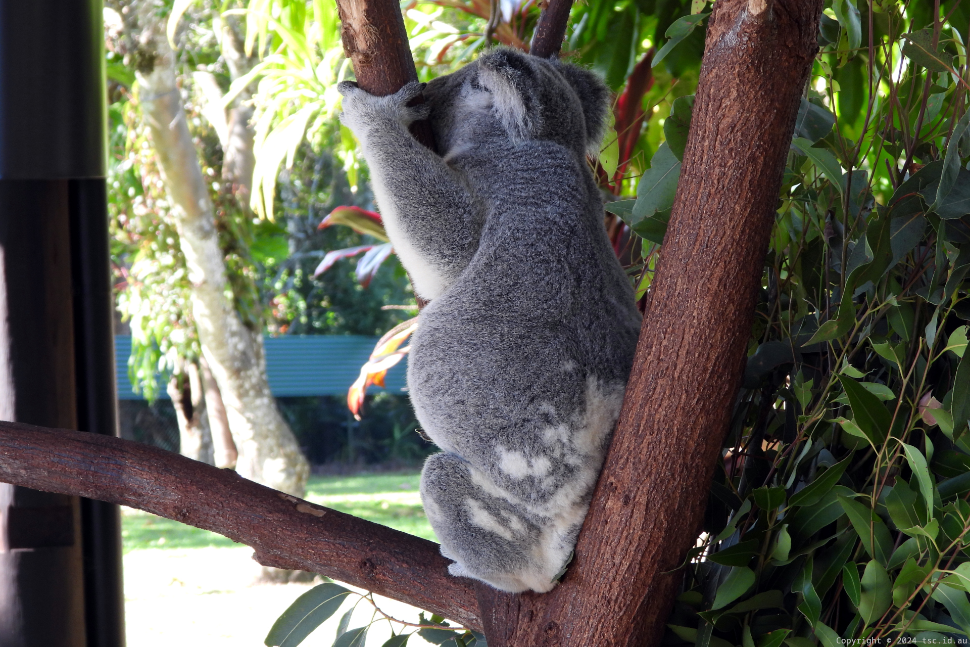 Koala