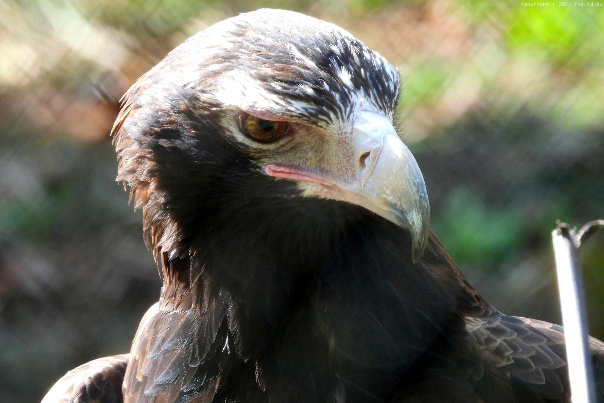 Wedge-tailed Eagle