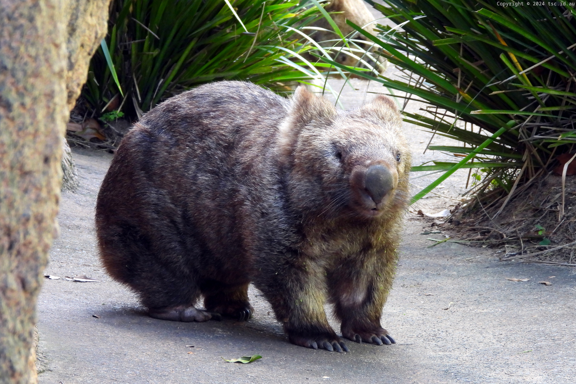 Wombat