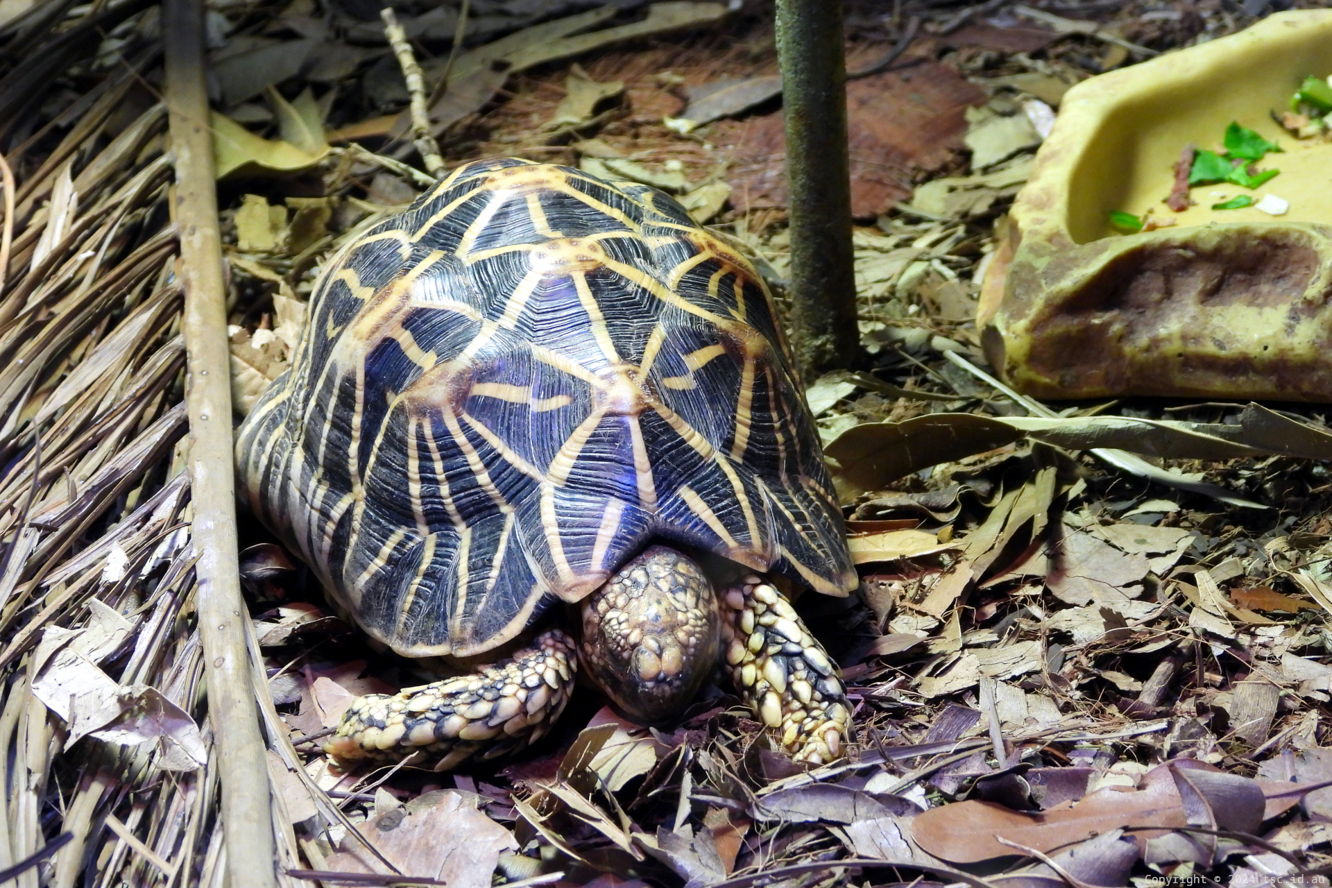 Tortoise