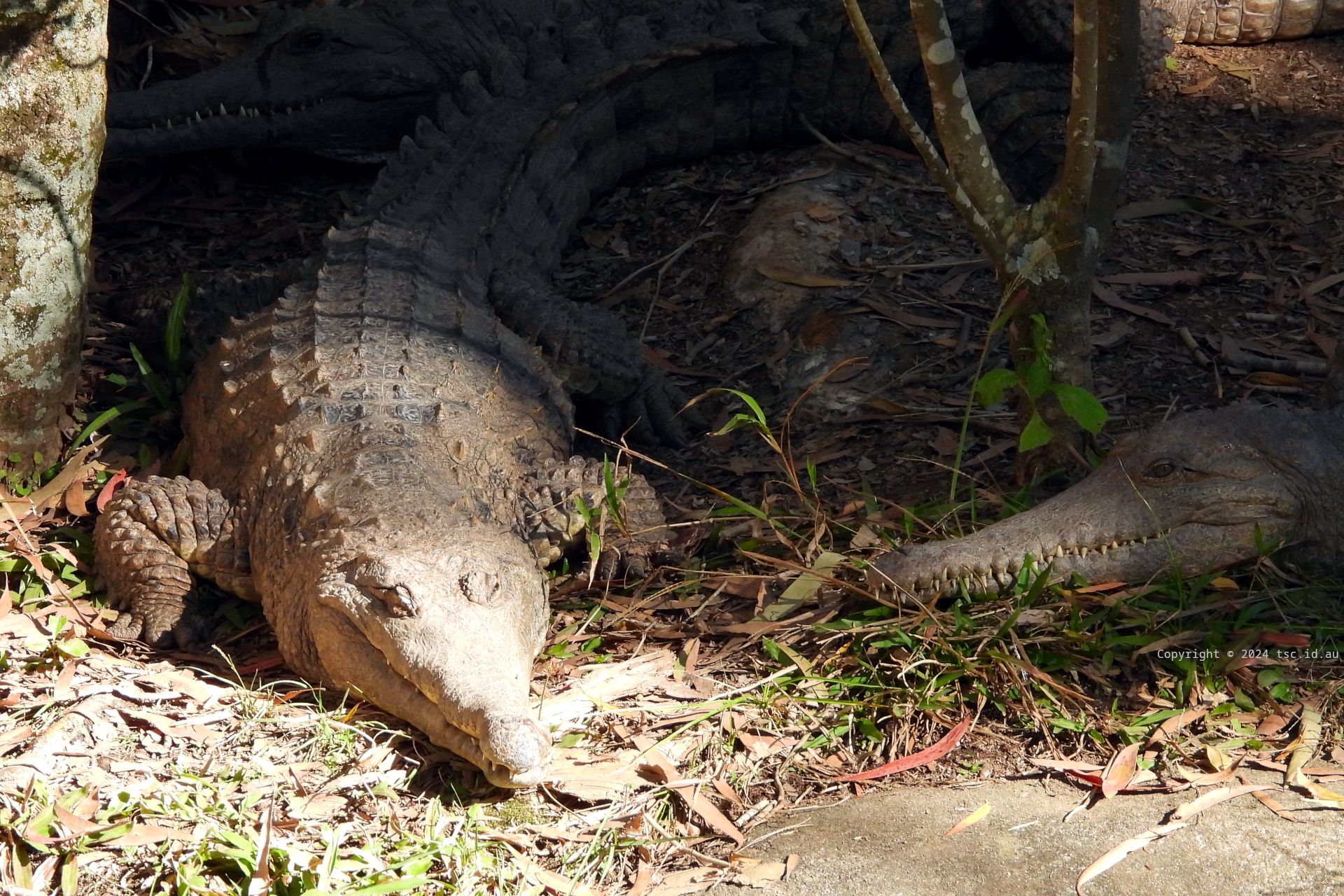 Alligators and Crocodiles