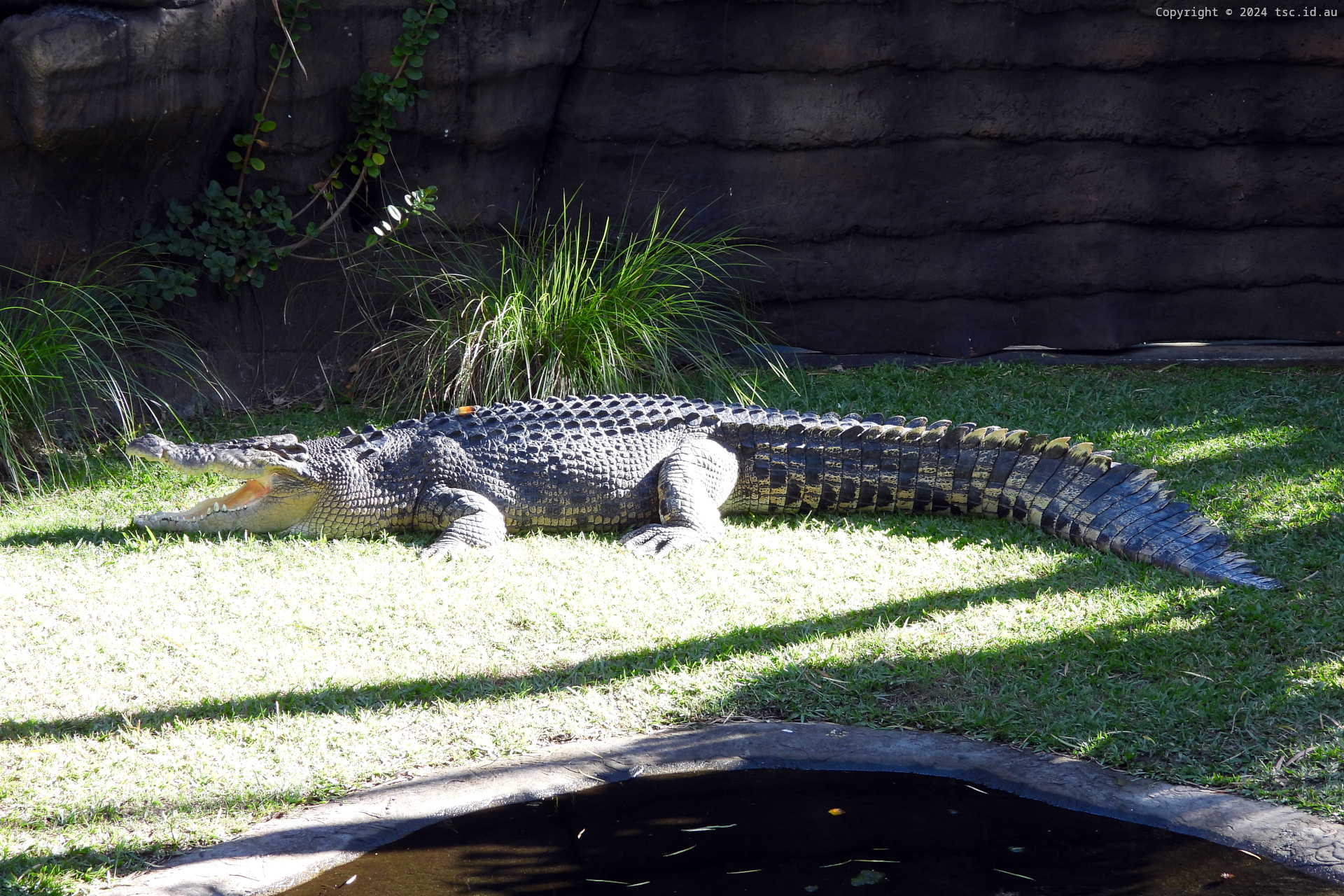 Alligators and Crocodiles