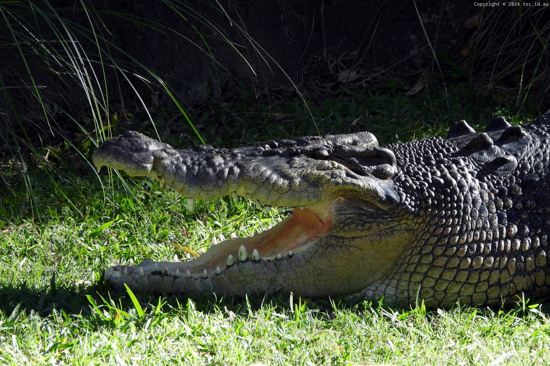 Alligators and Crocodiles