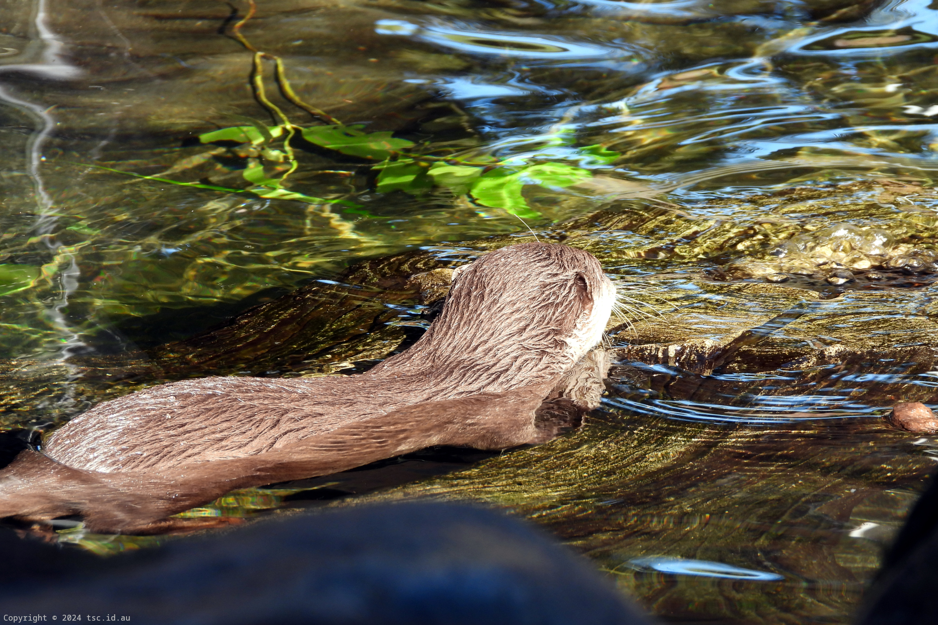 Otter