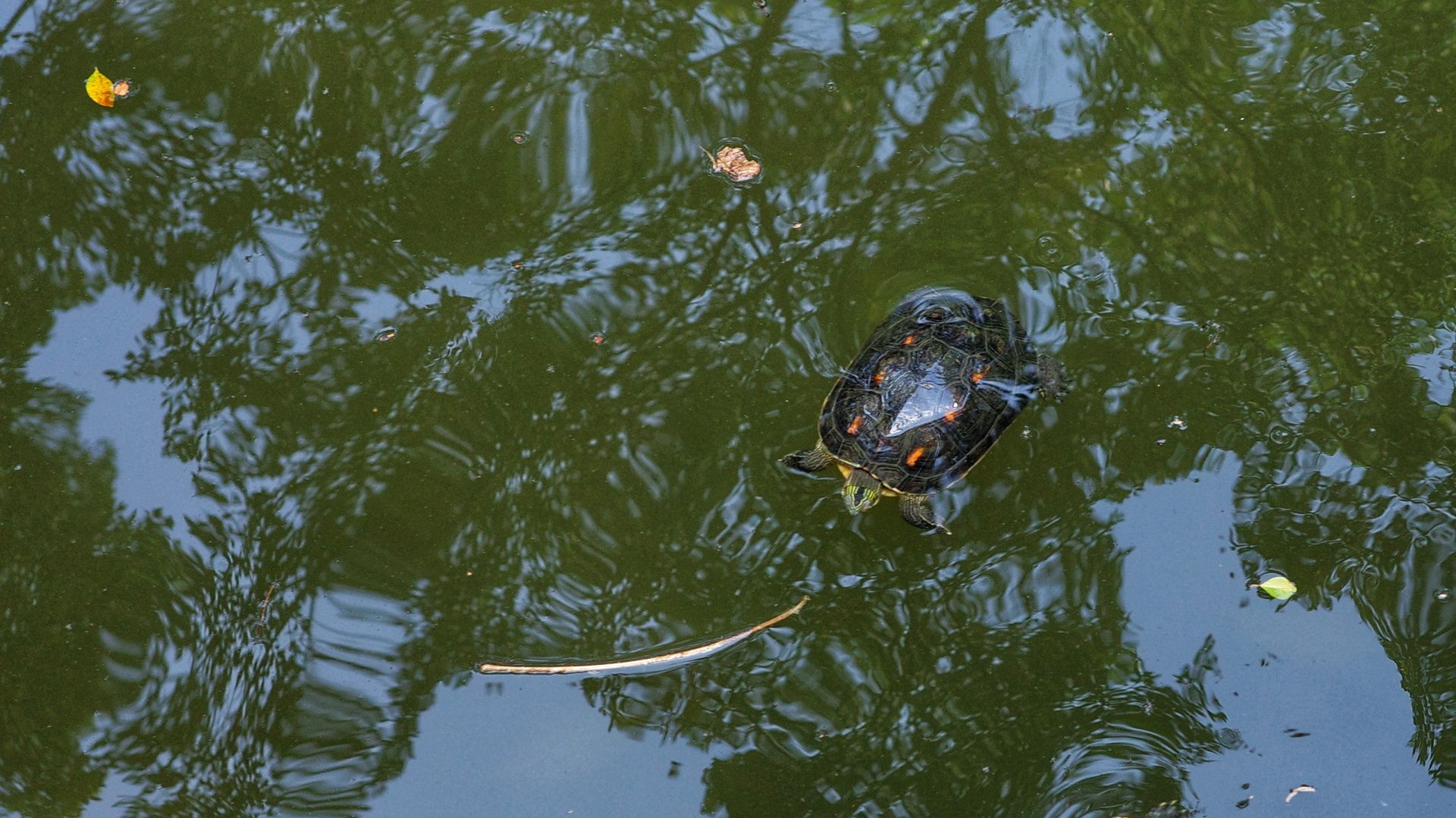 Turtle