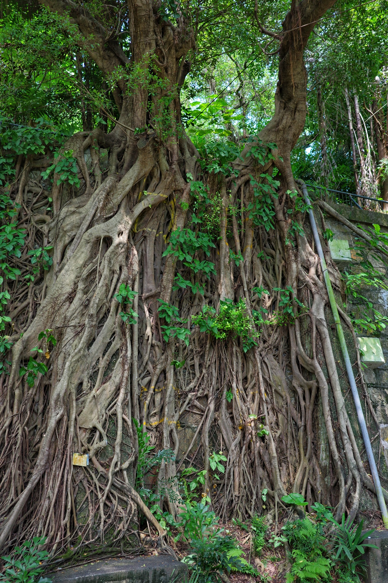 Tree Roots