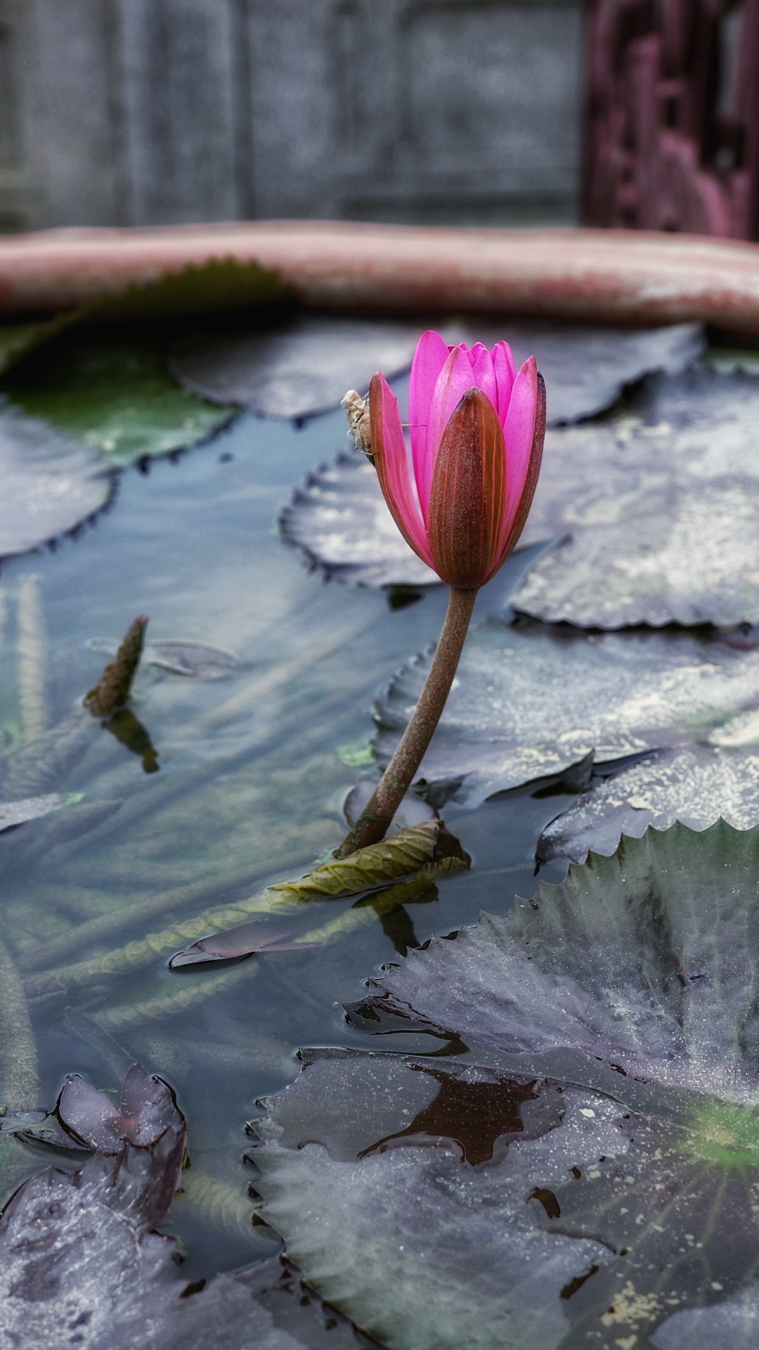 Lotus flower